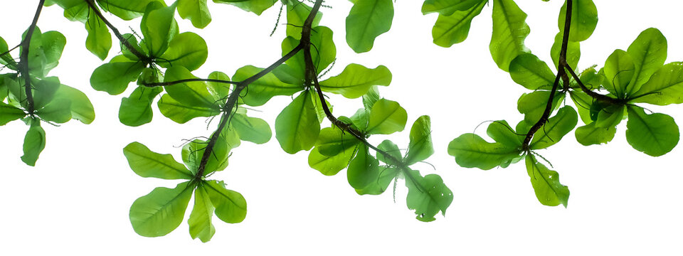 Green Leaves Isolated