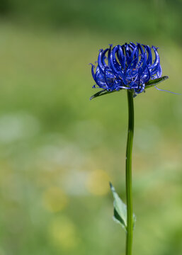 Macro of a Beautiful, Deep Blue Flower Named Round Headed Rampion (Phyteuma Orbiculare)