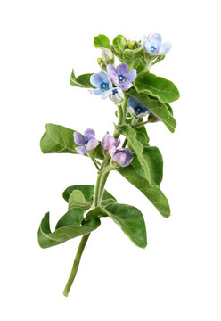 Twig of blue and purple flowers and green leaves of Oxypetalum coeruleum isolated