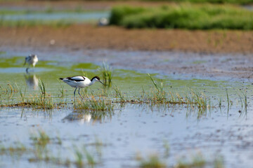 Pied Avocet in landscape