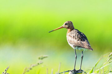  black-tailed godwit on pole