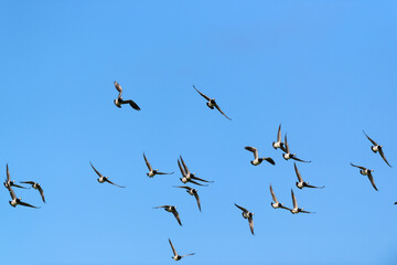 Fototapeta premium Flying geese in blue sky