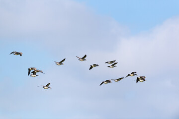 Flying geese in blue sky