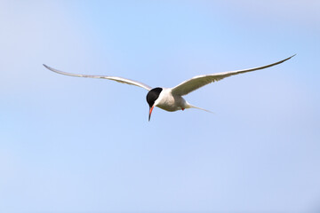Hunting common Tern