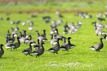 Flock geeese in the grass