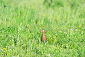  black-tailed godwit in grass