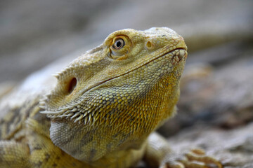 Bearded Dragon in Nature