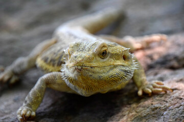 Bearded Dragon in Nature