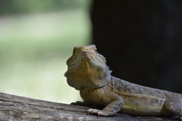 Bearded Dragon in Nature