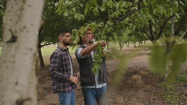 farmers examine tree leafs in walnut tree orchard