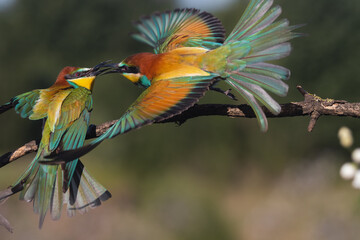 beautiful colored birds kiss in flight