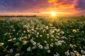 Beautiful summer sunrise over wild daisy flowers meadow