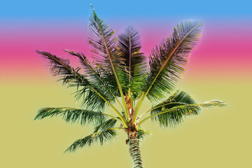 Palm Tree at Sunset