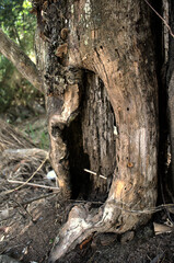Detail of a tree trunk
