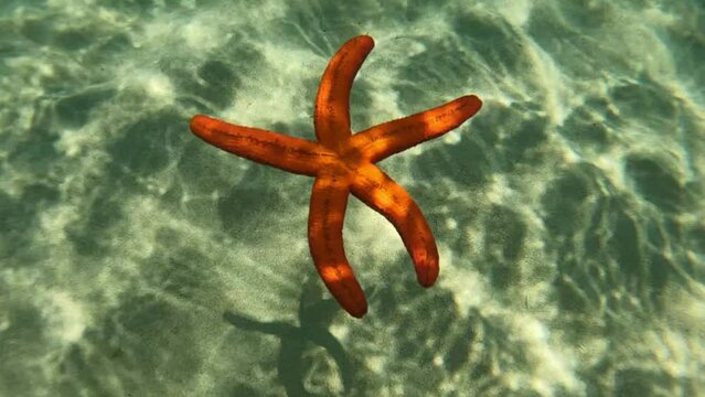 Underwater slow motion video of beautiful red starfish falling slowly from surface to sandy sea bed in turquoise exotic paradise beach