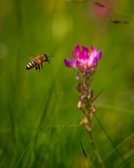 Naklejka premium bee on a flower in mountains