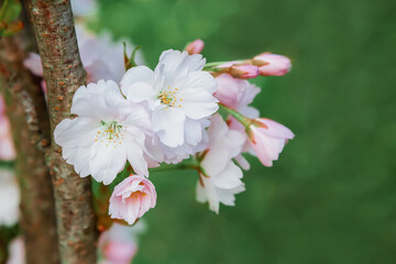 Branch of cherry blossoms on a green background.