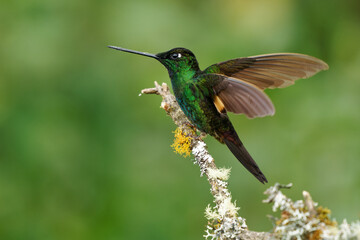 Buff-winged Starfrontlet - Coeligena lutetiae  hummingbird in the brilliants, tribe Heliantheini in subfamily Lesbiinae, found in Colombia, Ecuador and Peru, flying bird on green background