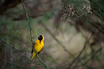 Village Weaver - Ploceus cucullatus also Spotted-backed or Black-headed weaver, yellow bird in...