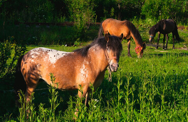 horse and foal
