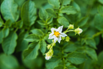 Blooming potato bush in the garden. Flowers of potato in the backyard close up. Homegrown potato blossom. Flowering potato plant 