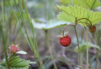 Wild strawberry