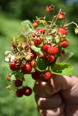 Fragaria vesca.A bunch of strawberries in a child's hand