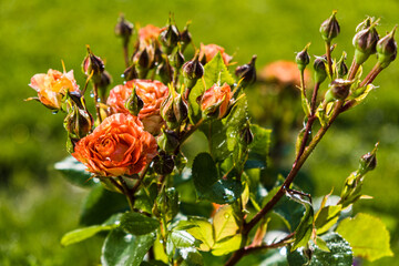 Orange roses bush in the garden. Flowers of roses in the backyard close up. 
