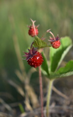 Wild strawberry
