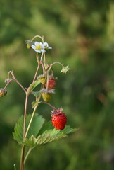 Fragaria vesca. Wild strawberry plant with green leafs and ripe red fruit