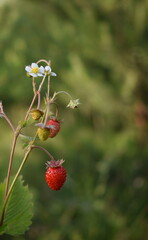 Fragaria vesca. Wild strawberry plant with green leafs and ripe red fruit
