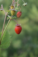 Fragaria vesca. Wild strawberry plant with green leafs and ripe red fruit