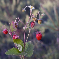 Wild strawberry