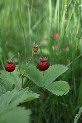 Wild strawberry