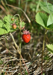 Wild strawberry