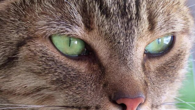 Domestic cat with bright green eyes.