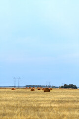 Field with haystacks and power lines in the evening. 