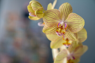 beautiful flowers in the garden. close-up. blurred background. selective focus. gold ring on orchid flower