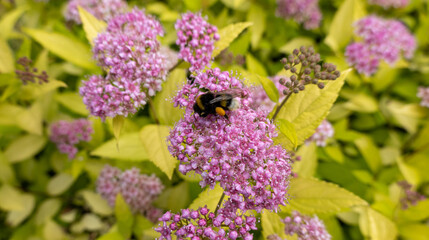 beautiful purple flowers in the garden bumblebee