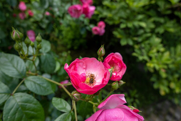 flower head rose in the garden 