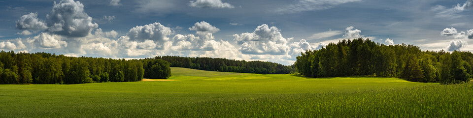 green hilly field with forest belts under a blue cloudy sky. summer agricultural landscape....