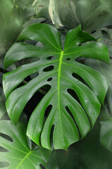 Tropical monstera  green leaves .close up photo. gardening tropical plants concept.