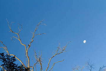 A bird perched on a dry tree