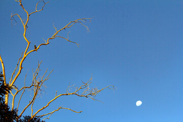 A bird perched on a dry tree