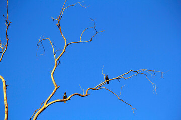 A bird perched on a dry tree