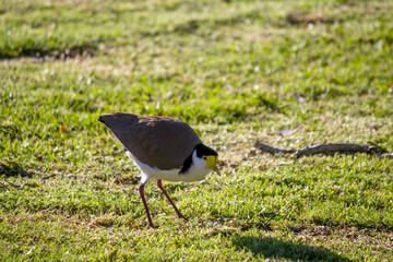 Australian (Masked Lapwing; Vanellus miles)