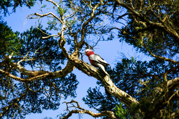 Australian Galah (Eolophus roseicapilla)