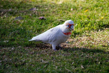 Long-billed Corella ( Cacatua tenuirostris)