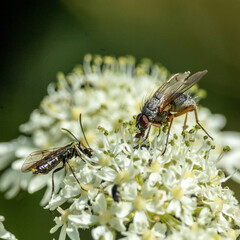 fly faces off with a wasp. 