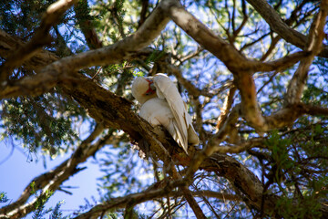 Long-billed Corella ( Cacatua tenuirostris)